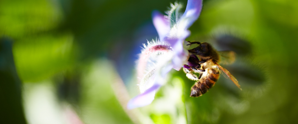 Project Pollinator Gets Bees Buzzing | Arla